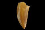Serrated, Raptor Tooth - Real Dinosaur Tooth #130366-1